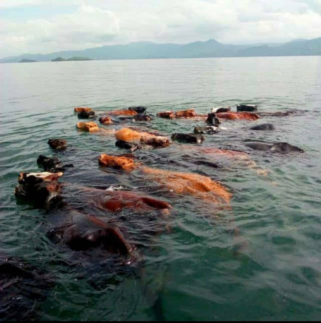 Swimming cows